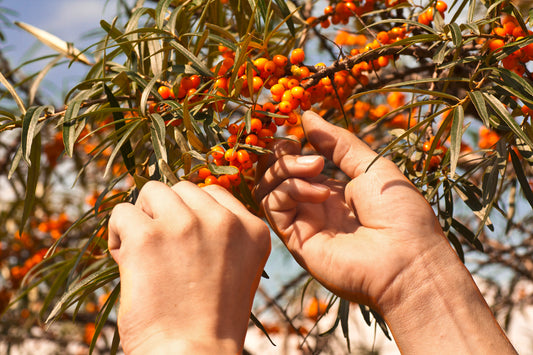 A Brief Introduction to Sea Buckthorn