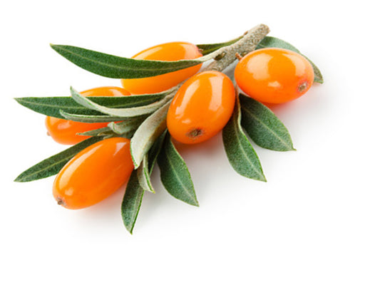Sea Buckthorn: An Ancient Superfood with Healing Benefits