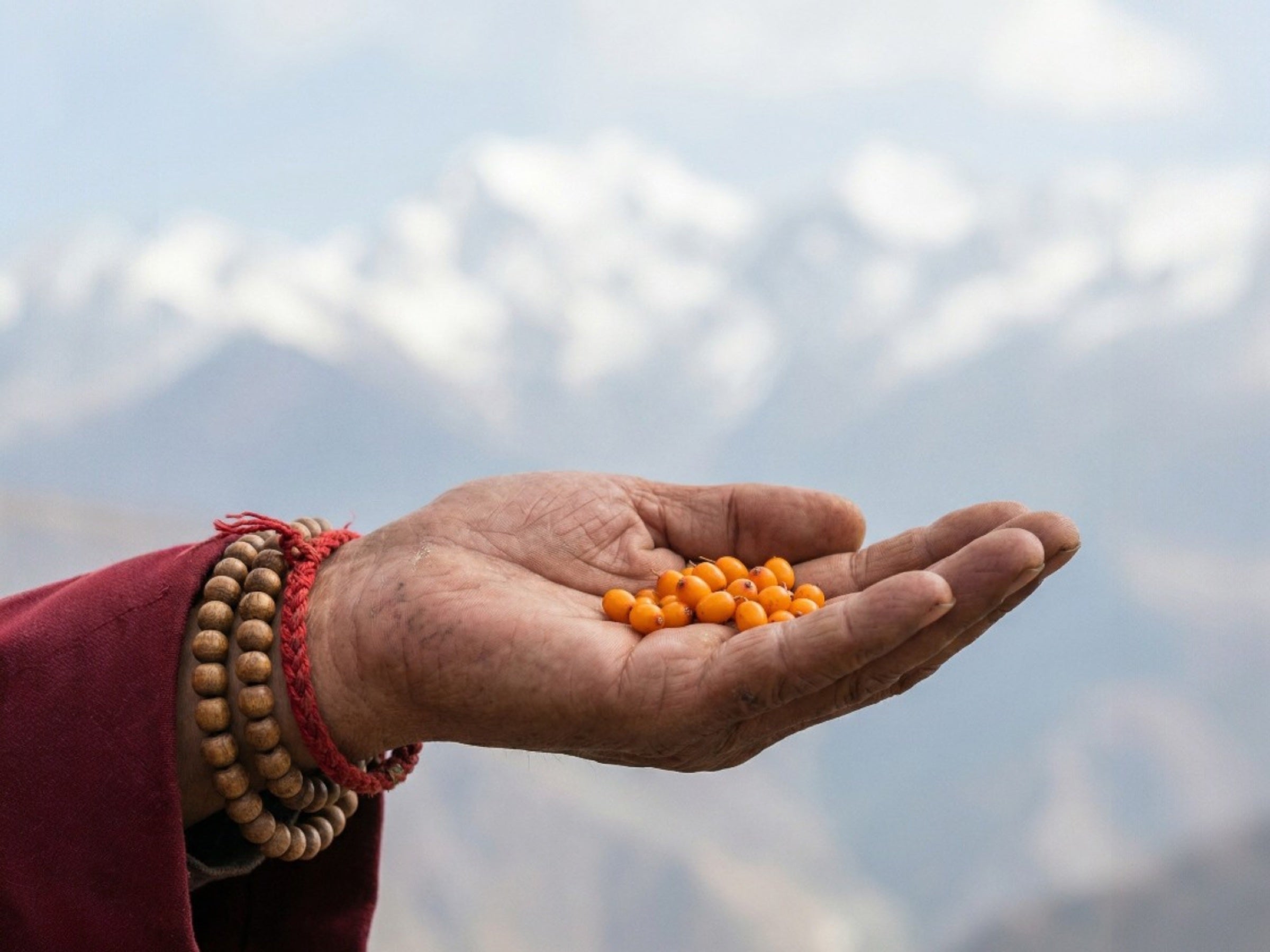 Hand holding fresh sea buckthorn berries in the mountains